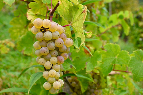 Corso sul Riesling
