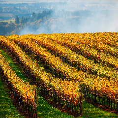 a-senigallia-oregon-laltro-pinot-nero
